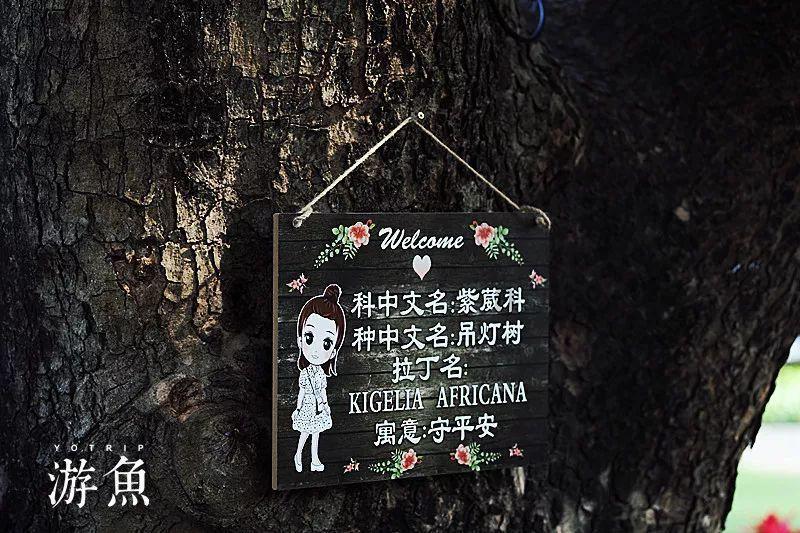 金刚鹦鹉逃生